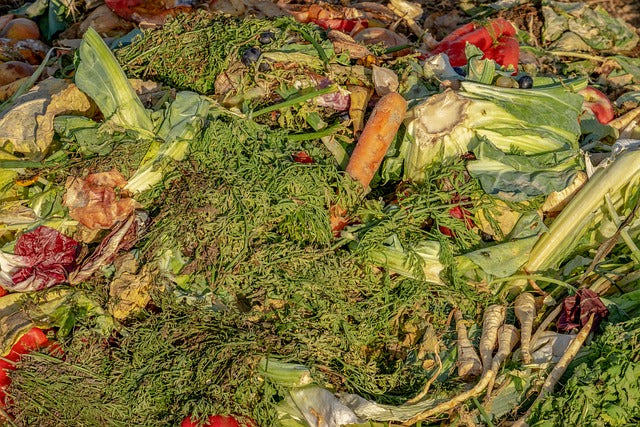 Best Organic Fertilizer for Lawn