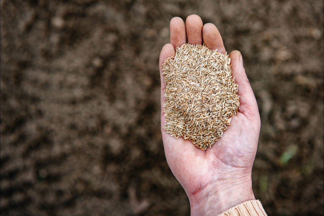 can you mix grass seeds