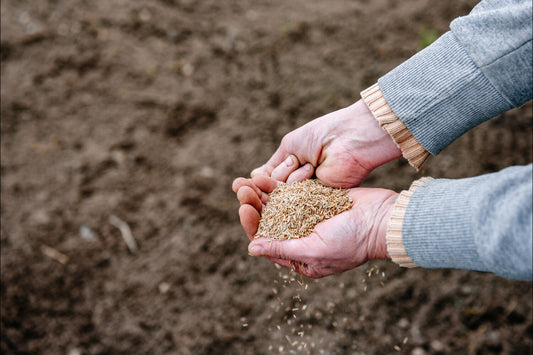 best grass seed for texas