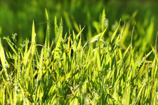 best fertilizer for centipede grass in south carolina