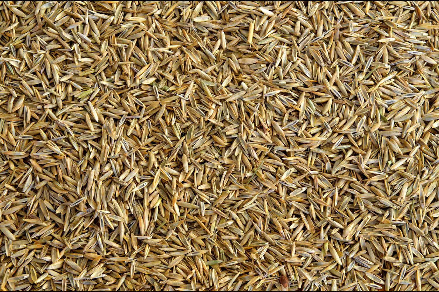 best grass seed for wv