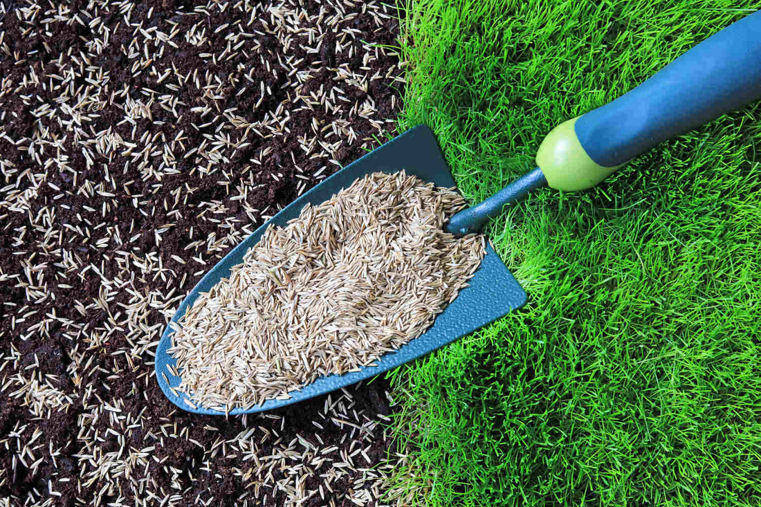 best grass seed for overseeding