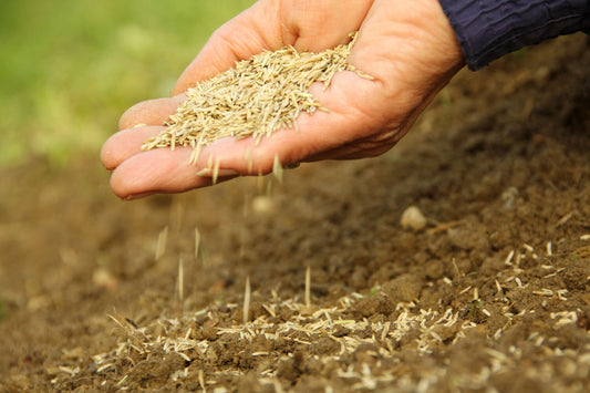 best grass seed for new hampshire