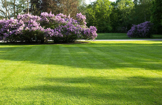 best grass seed for north carolina