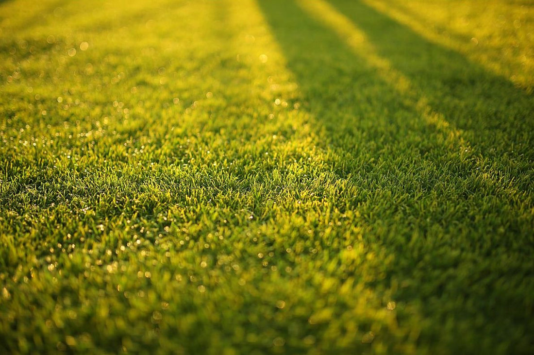 is it ok to fertilize lawn in hot weather