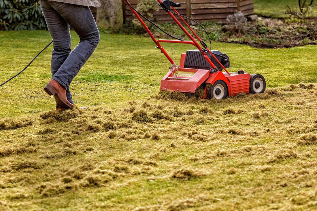 best grass seed after aeration