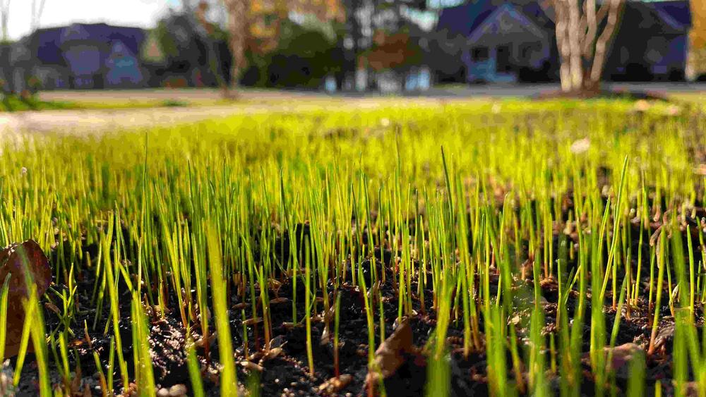 Lawn Guides Professional Lawn Care Tips Tricks Page 2 lawn-guides-professional-lawn-care-tips-tricks-page-2