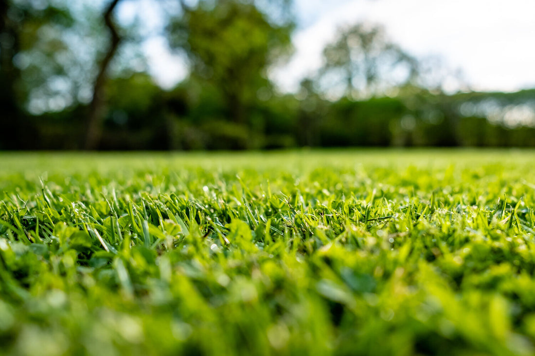 best grass seed for pnw