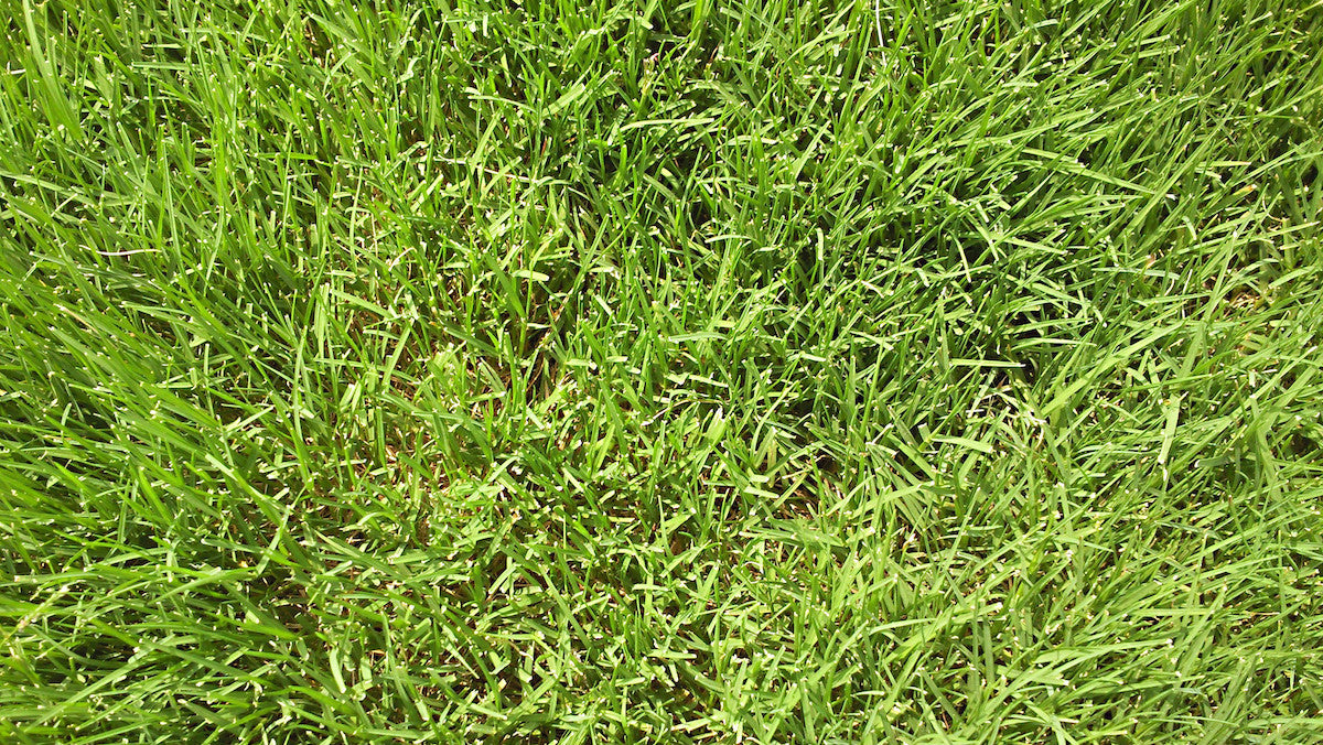best weed and feed for bermuda grass