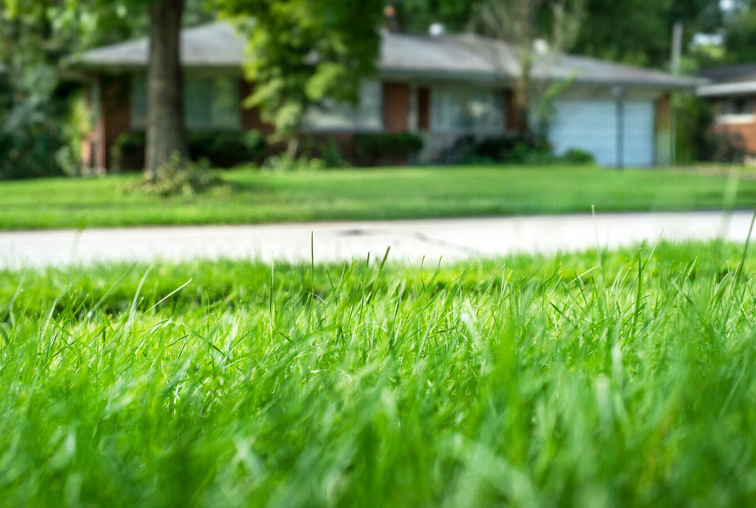 best grass seed for indiana