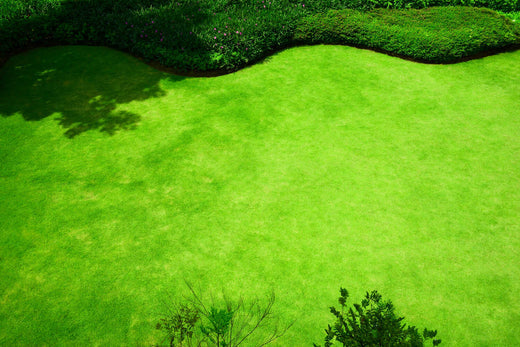 when to plant zoysia grass