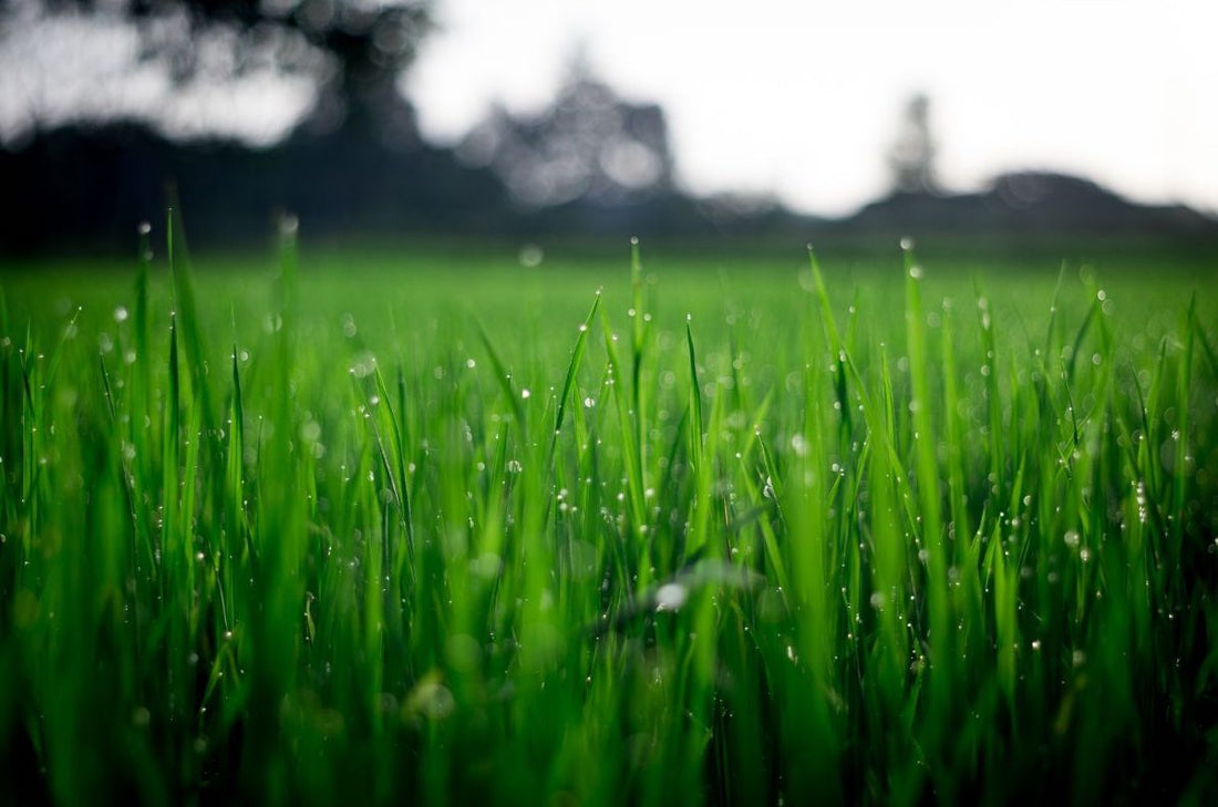 best time to fertilize lawn before or after rain 