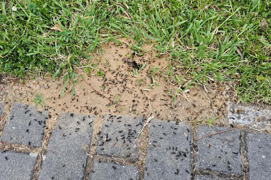 Ant infestation along lawn edge and pavers showing how to get rid of ants in my lawn without killing the grass