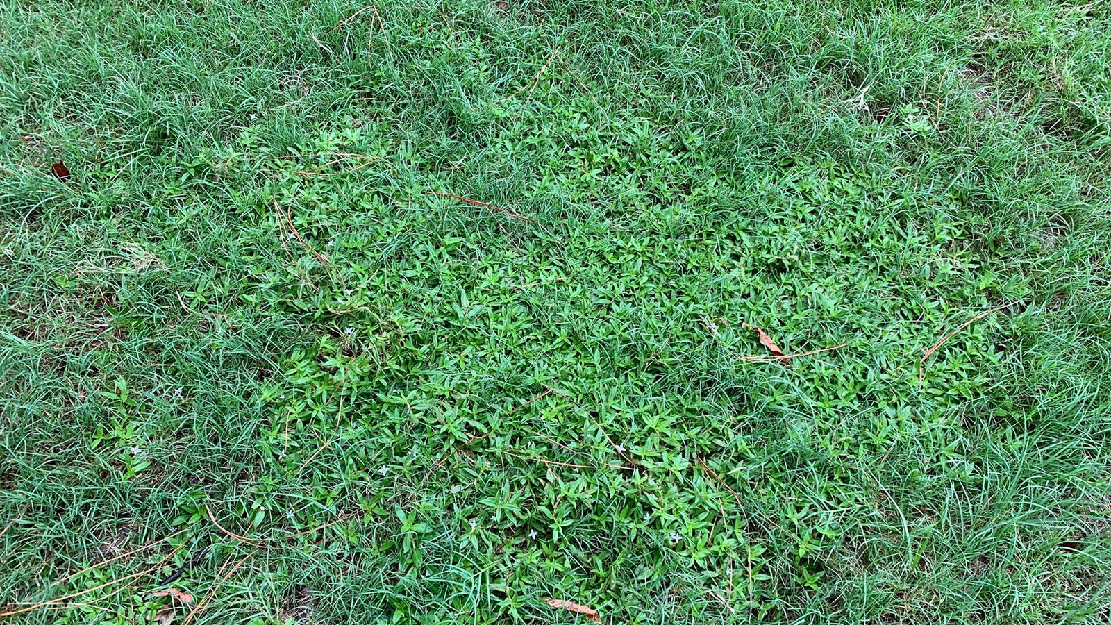 Best Weed and Feed for Bermuda Grass | Lawn Synergy