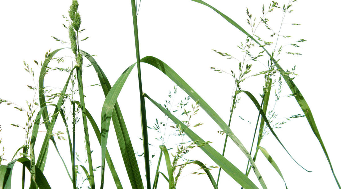 Best Pre-Emergent for Poa Annua