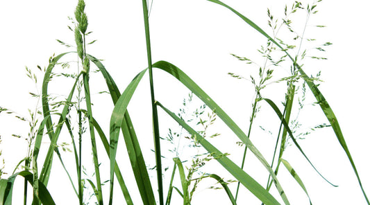 Best Pre-Emergent for Poa Annua