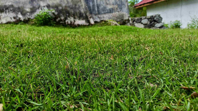 Best Time to Plant Centipede Grass Seed