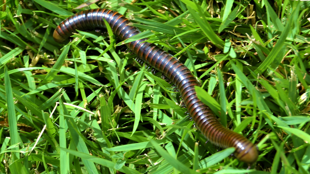 Centipede Grass Lawn With Millipede