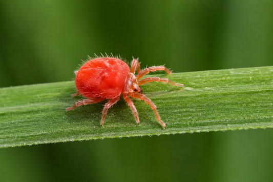 Close-up of red chigger mite on grass, showing what insecticide kills chiggers in your yard