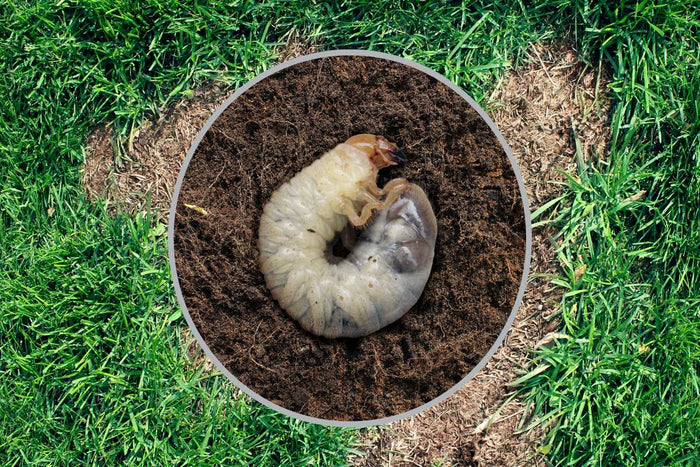 Close-up of white grubs in lawn soil causing brown patches in grass