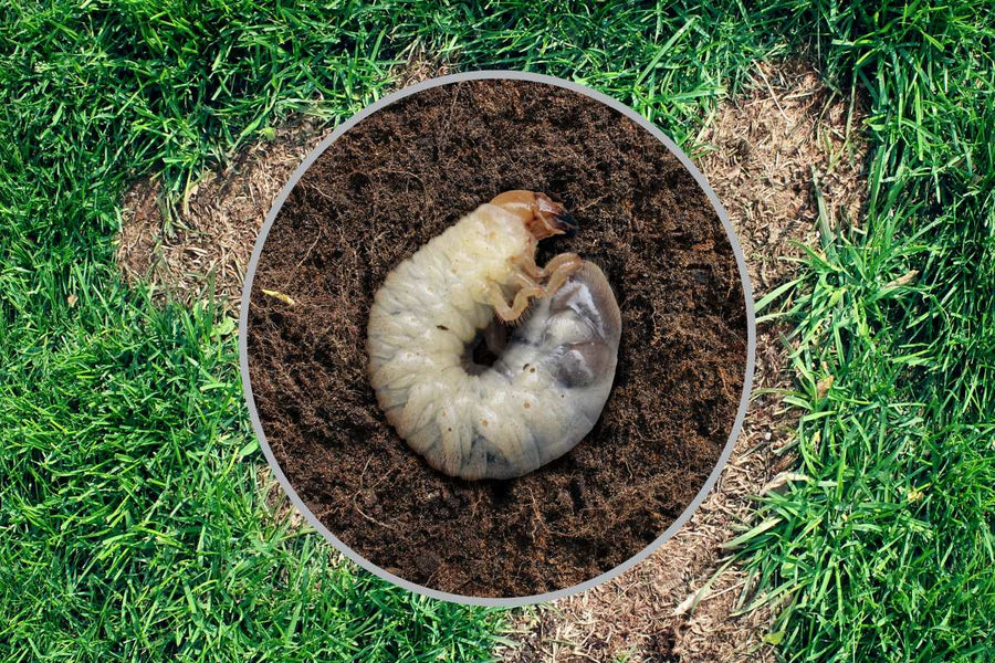 Grubs In Lawn