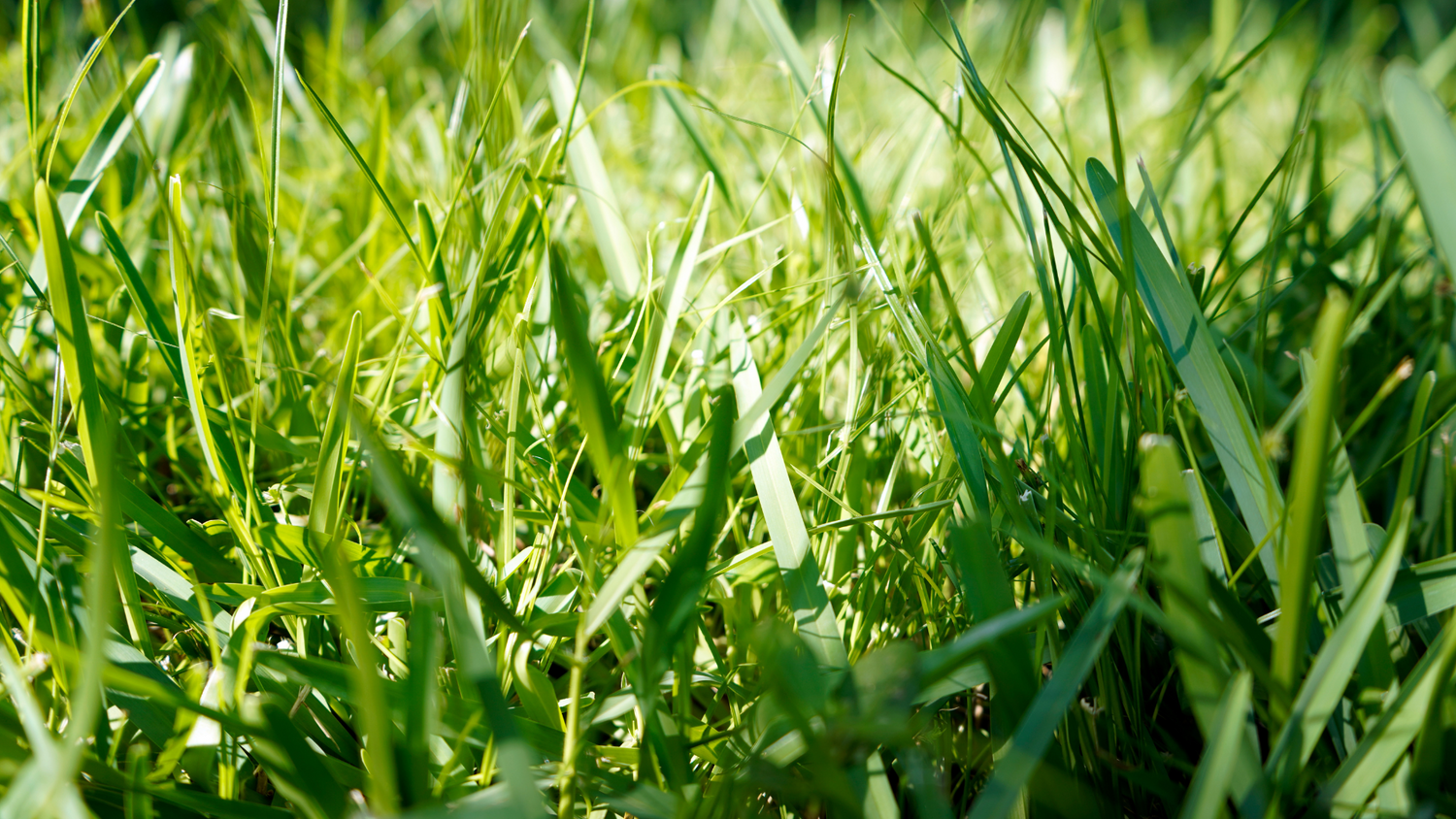 Close Up Of Healthy Lawn Grass