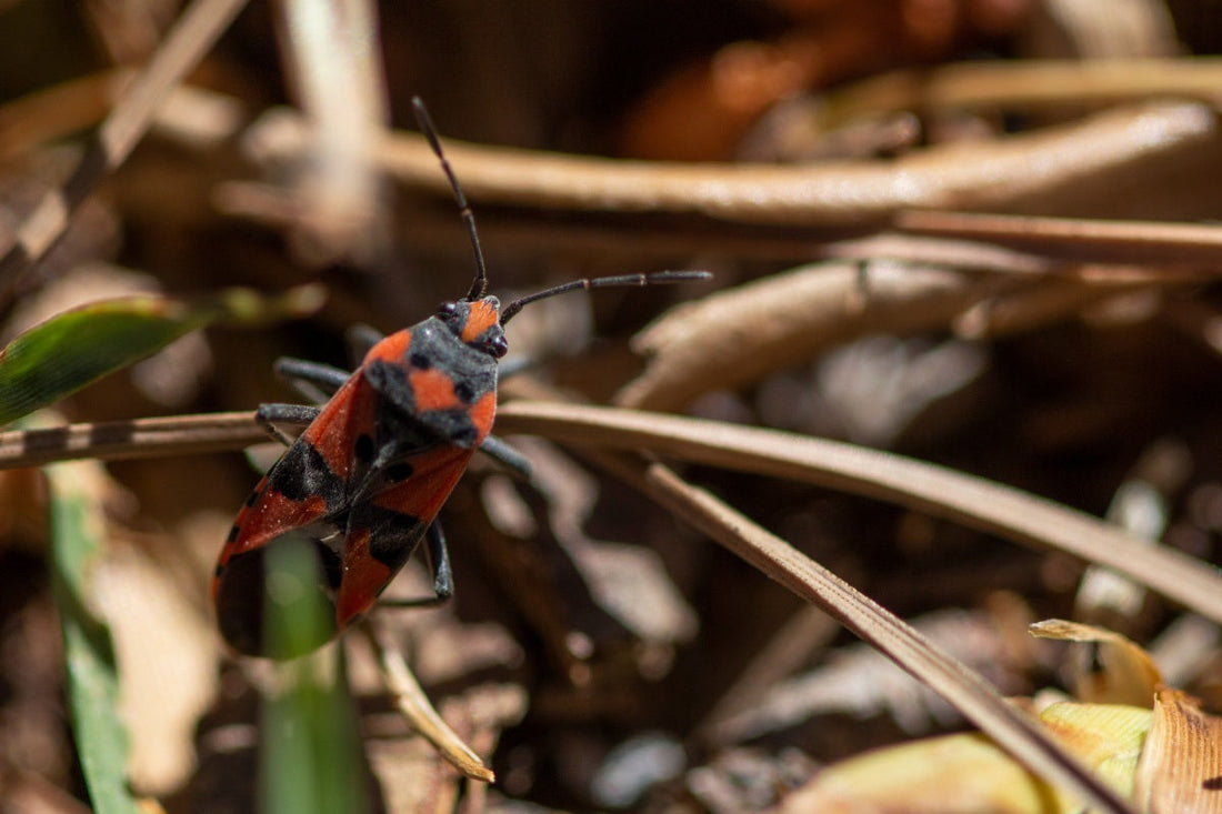 Closeup of chinch bugs infesting a lawn as part of a guide on when to apply insecticide to lawns