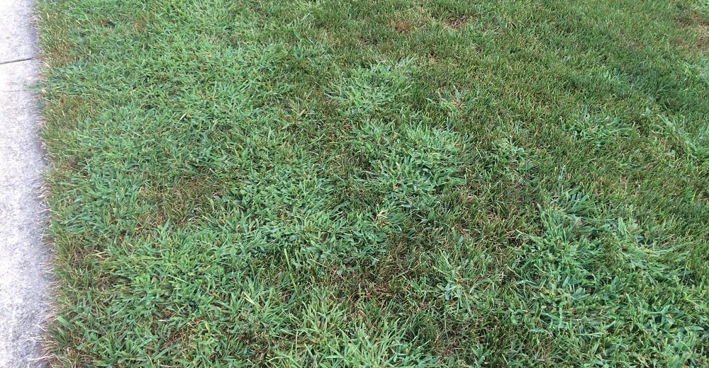Preventing Weeds and Crabgrass in your Tall Fescue Lawn