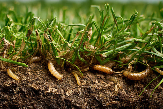 Cross section of an infested St. Augustine lawn that needs the best insecticide for St Augustine grass.