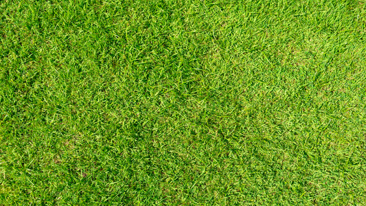 Dense Bermuda Grass Turf Close Up
