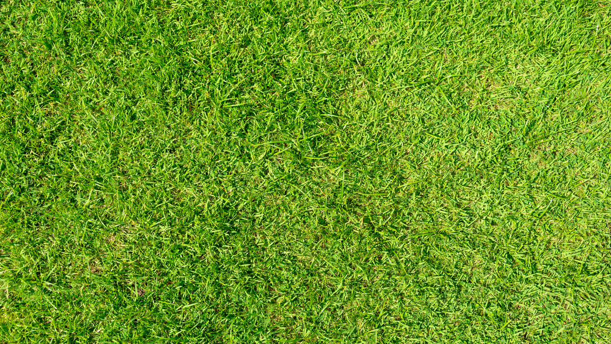 Dense Bermuda Grass Turf Close Up
