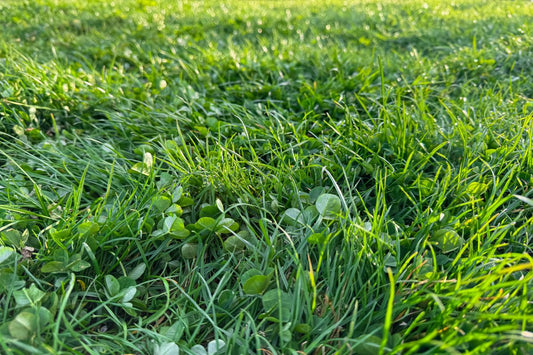Does Pre-Emergent Kill Clover