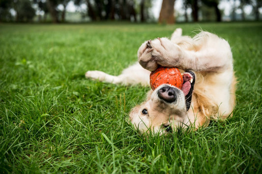 Dog playing on healthy lawn, important when learning how to get rid of ants in yard safe for pets