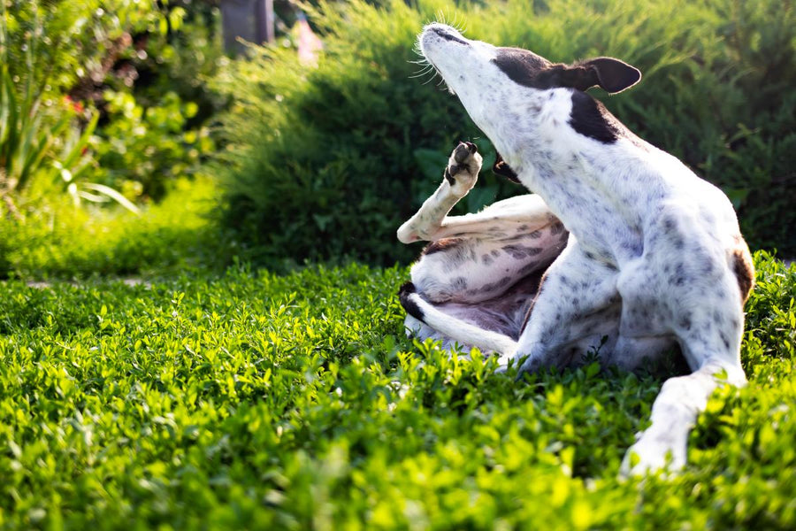 When To Treat Lawn For Grubs