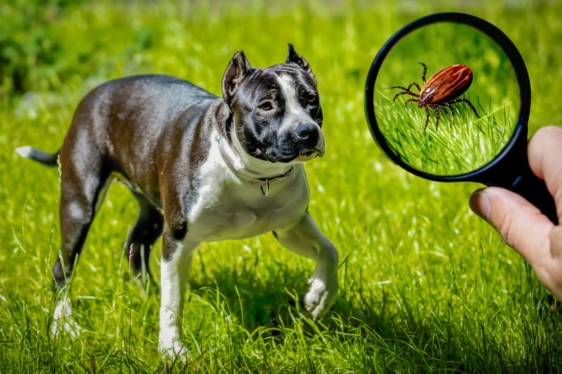 Dog standing in grass during inspection for the best flea treatment for yard pests