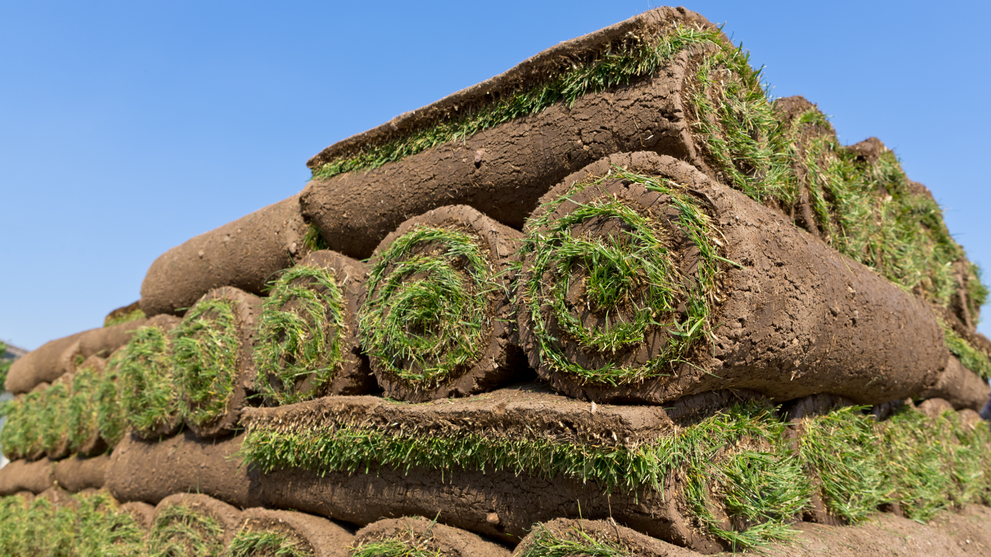 Fresh Sod Rolls Ready For Installation