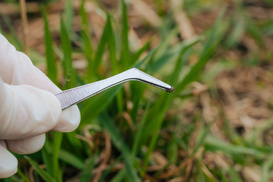 Gardener doing lawn pest control picking up an insect with tweezers.