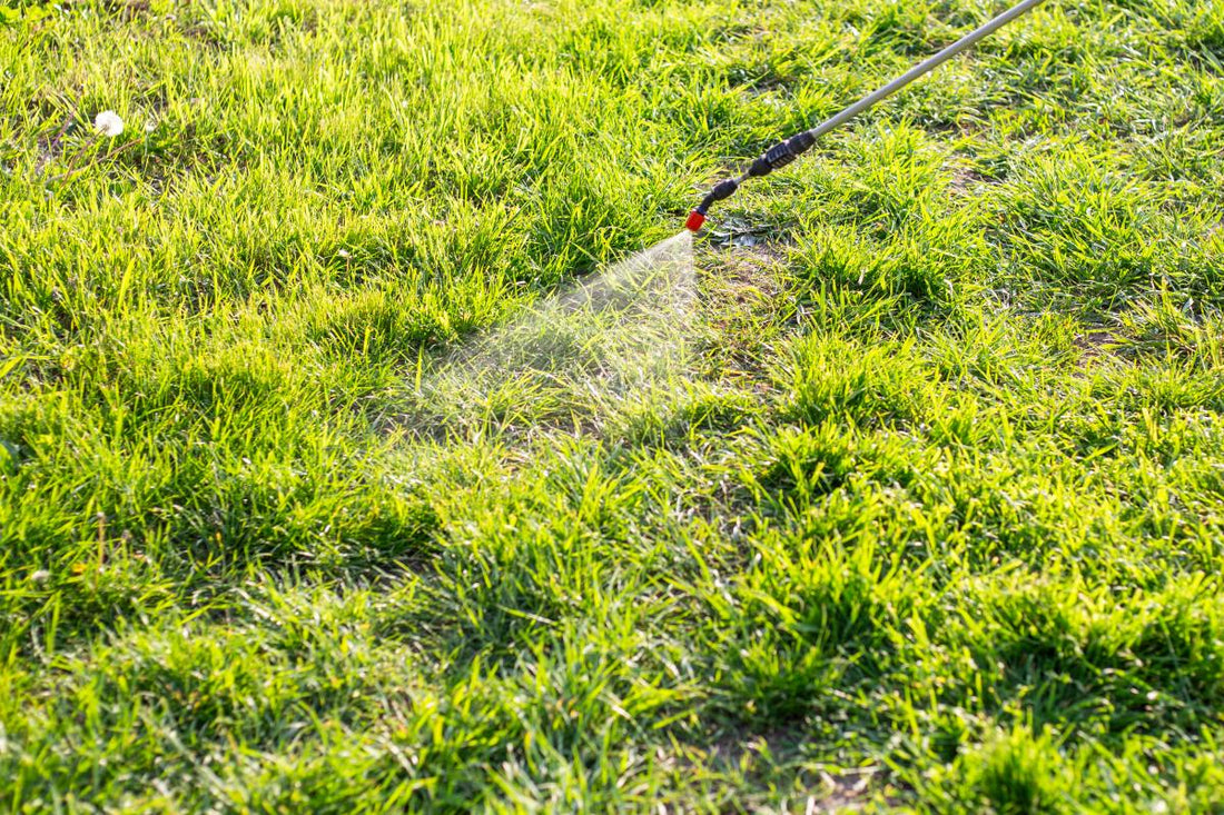Gardener spraying the best insect killer for lawns on their lawn.