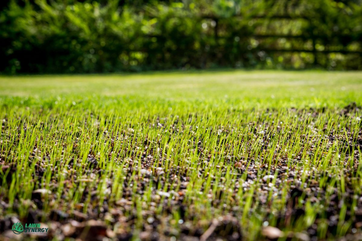 How To Plant Grass Seed
