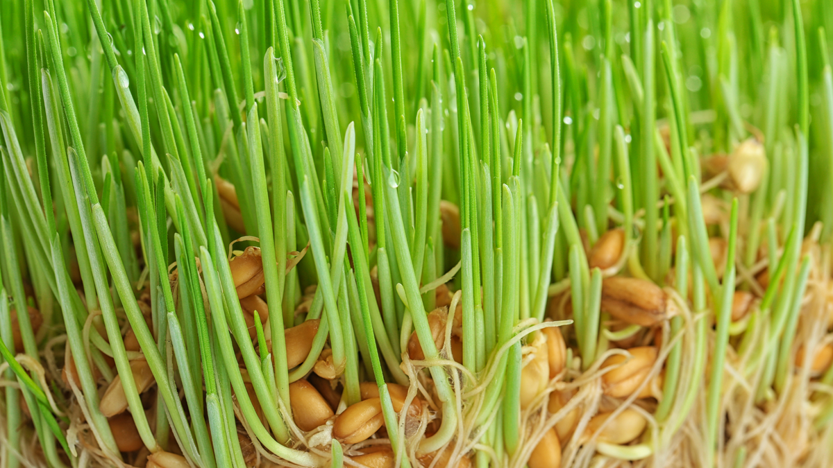 Grass Seed Germinating Into Green Sprouts