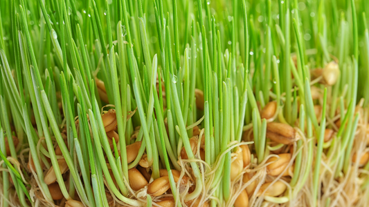 Grass Seed Germinating Into Green Sprouts