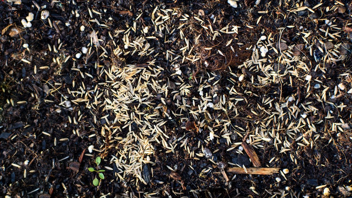 Grass Seed Spread On Dark Soil