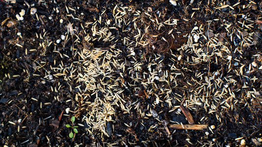 Grass Seed Spread On Dark Soil