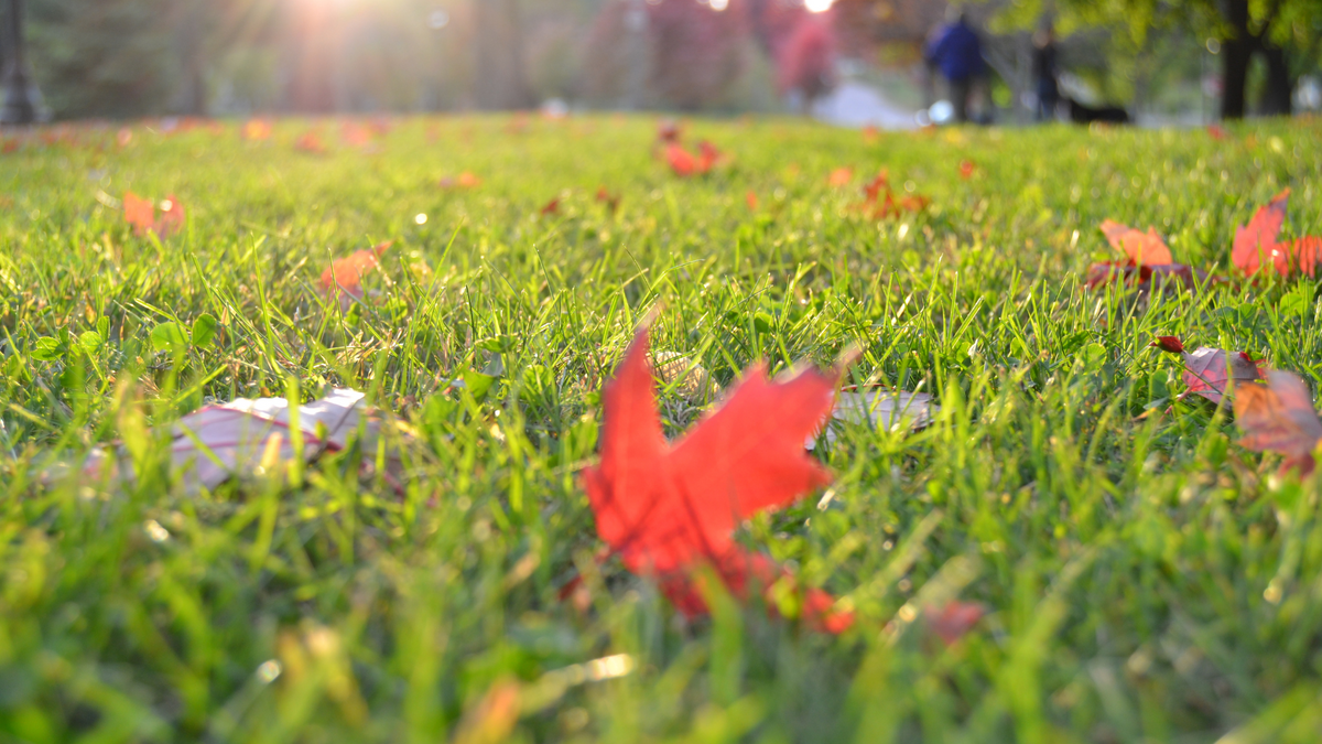 Green Lawn Bathed In Warm Sunlight