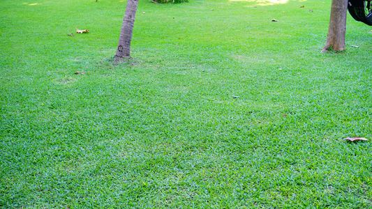 Green Lawn Growing Around Tree Trunks