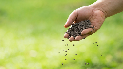 Best Time of Day to Plant Grass Seed