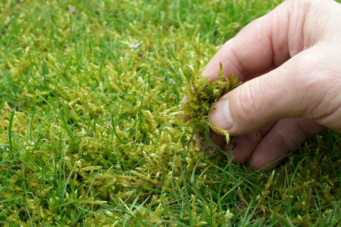 Hand raking through mossy lawn while searching for moss killer for lawns.