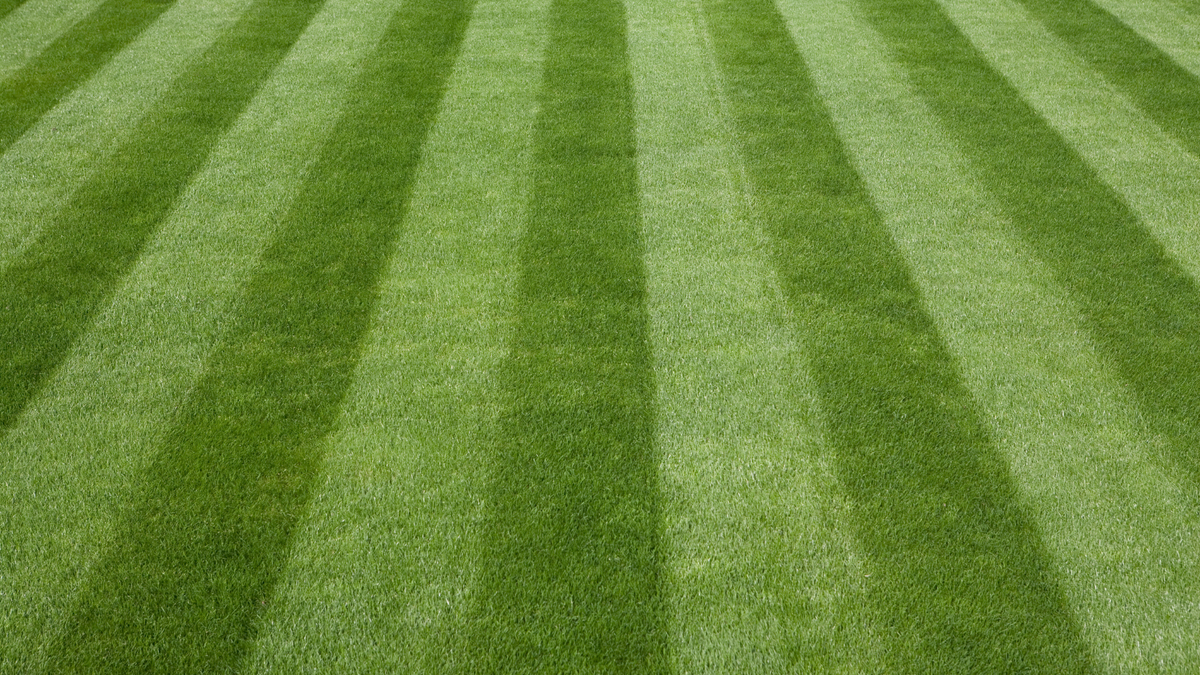 Healthy Established Lawn After Hydroseeding