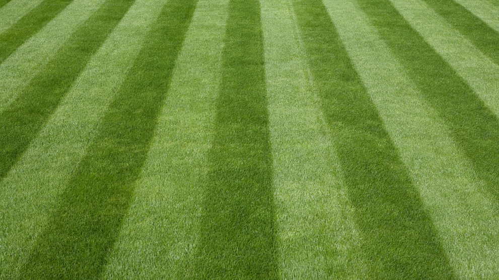 Healthy Established Lawn After Hydroseeding