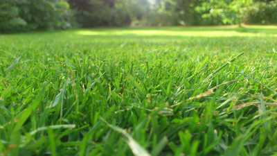 Best Grass Seed to Plant in Summer